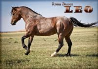 Roan Bones Leo MA- RIP SWEET BOY